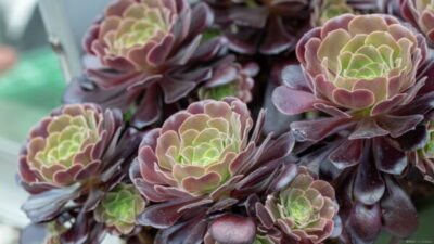 アエオニウムの育て方を紹介 | 注意点や栽培環境、難易度も | 植物と