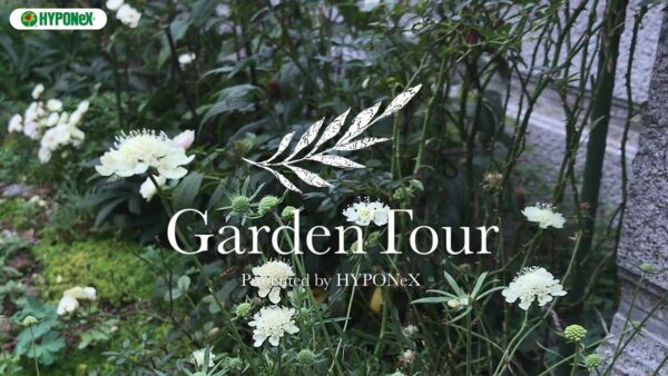 🕊Garden Tour🕊 01：季節ごとの花の開花や多肉植物の紅葉などを楽しめるナチュラルなお庭