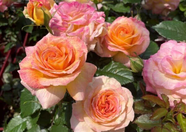 bad78cbc9e8d814bada568d04c56ea