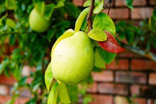 カリンの育て方|植えつけから収穫までの栽培のポイント