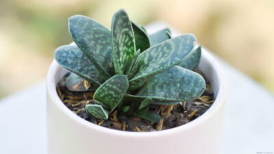 ガステリア大型臥牛錦群生(親株は青ですが、子株に斑入りが２つ出現しています) ガステリア大型臥牛錦群生(親株は青ですが、子株に斑入りが2つ出現し