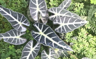 アロカシアの育て方！植えかえのコツから病害虫対策まで解説