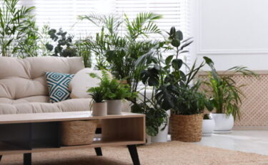 リビングにおすすめの観葉植物14選！選び方のポイントも解説