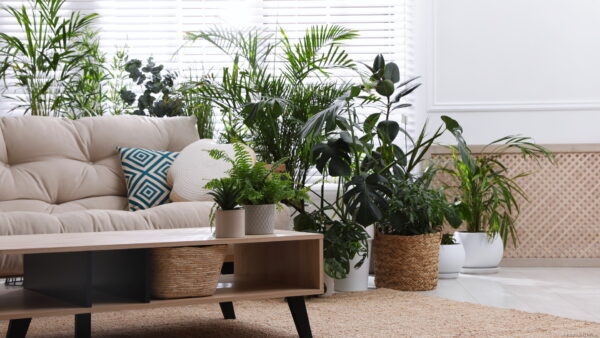 リビングにおすすめの観葉植物14選！選び方のポイントも解説