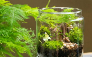 テラリウムにおすすめの植物16選！テラリウムの作り方や水やりの方法も解説