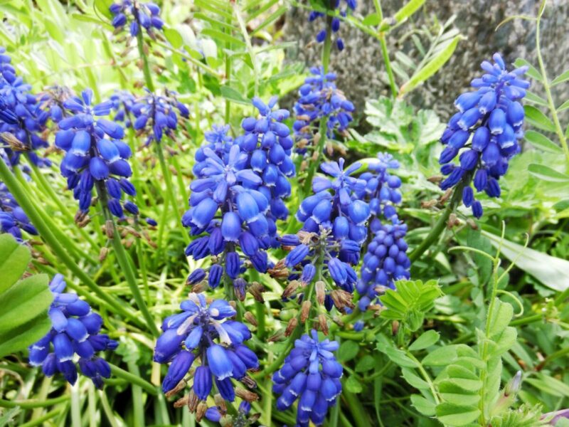3月に開花する花10選｜春に観賞できるおすすめ植物は？ | 植物とあなた 
