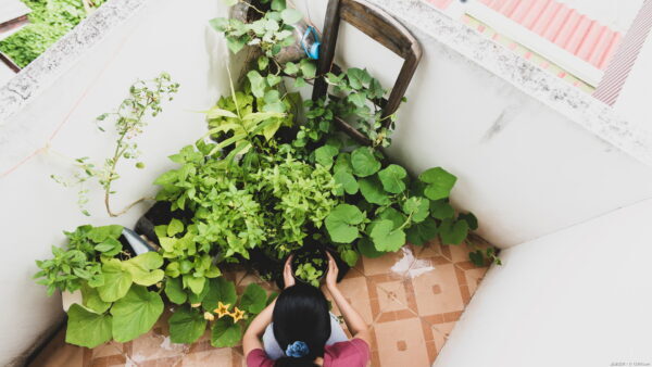 ベランダ菜園でおすすめの野菜10選！注意点も解説