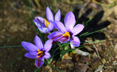サフランの育て方｜可愛い花を咲かせる栽培のコツや注意点
