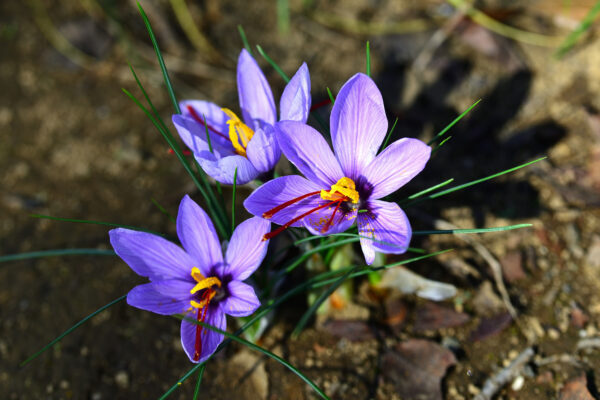 サフランの育て方｜可愛い花を咲かせる栽培のコツや注意点