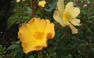 Labyrinth バラの迷宮 pickup211『風姿花伝 山吹（ふうしかでん やまぶき）』