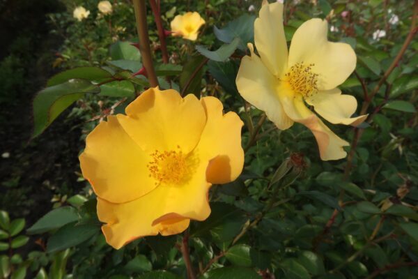 Labyrinth バラの迷宮 pickup211『風姿花伝 山吹（ふうしかでん やまぶき）』