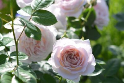 Labyrinth バラの迷宮 pickup210『タフタ』