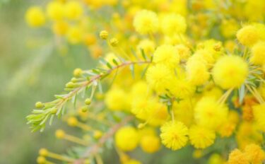 アカシア（ミモザ）の育て方｜毎年の開花を楽しむための栽培ポイント