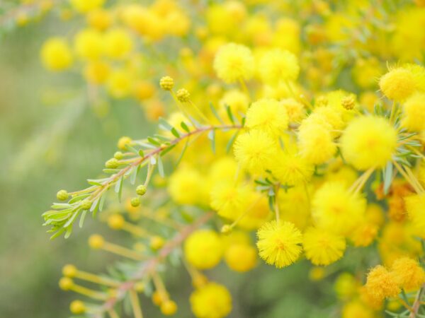 アカシア（ミモザ）の育て方｜毎年の開花を楽しむための栽培ポイント