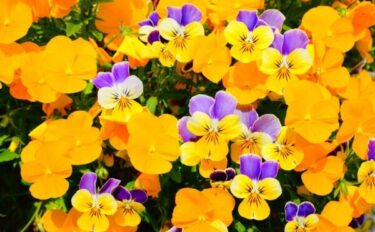 パンジー・ビオラの育て方｜初心者でも簡単！秋から春まで楽しむ栽培方法