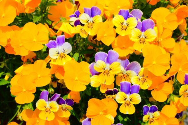 パンジー・ビオラの育て方｜初心者でも簡単！秋から春まで楽しむ栽培方法