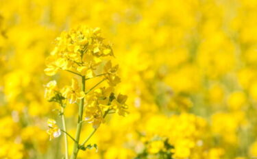 菜の花の育て方について解説！種まきや収穫方法も説明します