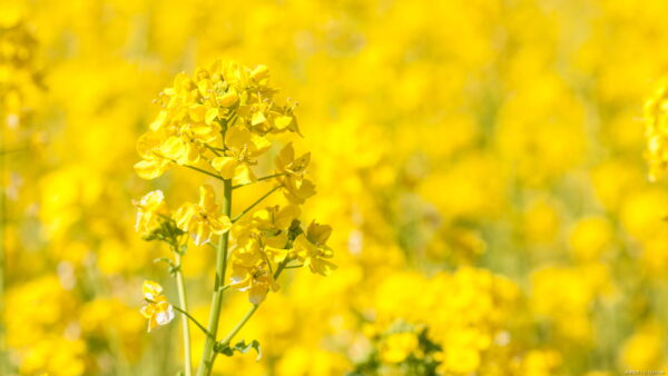 菜の花の育て方について解説!種まきや収穫方法も説明します