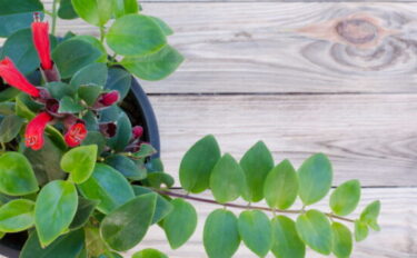 エスキナンサスの育て方を紹介！剪定時期や注意すべきトラブルも