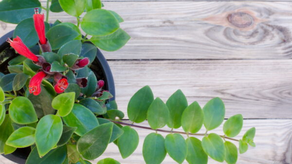 エスキナンサスの育て方を紹介！剪定時期や注意すべきトラブルも