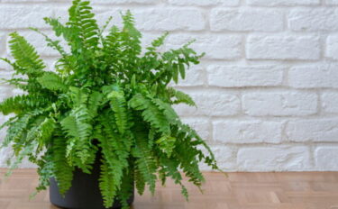 ネフロレピスの育て方を解説します！夏越しや冬越しについてもご紹介