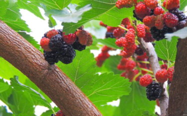 スイートマルベリーの育て方！肥料の与え方や収穫時期も紹介