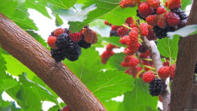 スイートマルベリーの育て方！肥料の与え方や収穫時期も紹介 | 植物と