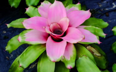 ネオレゲリアの育て方を解説！栽培環境・植えつけ・増やし方など詳しく説明します