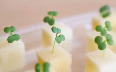 水耕栽培の始め方｜基本の方法や育てやすい植物、注意点