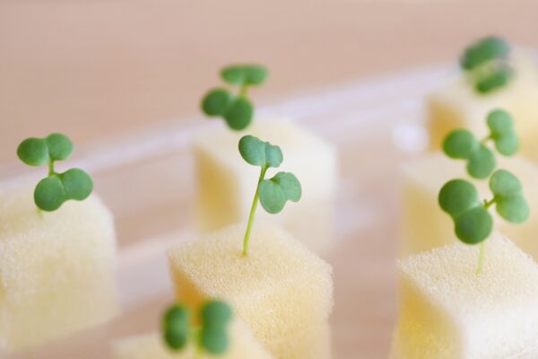 水耕栽培の始め方｜基本の方法や育てやすい植物、注意点