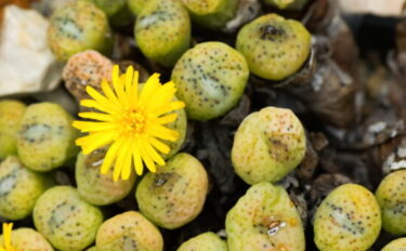 コノフィツムの育て方について解説！気をつけるべきポイントとは？