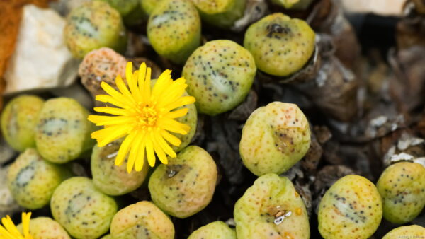 コノフィツムの育て方について解説！気をつけるべきポイントとは？