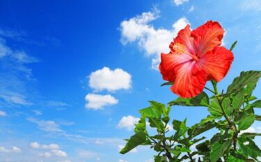 暑さに強い花15選｜夏の花壇づくりのポイント