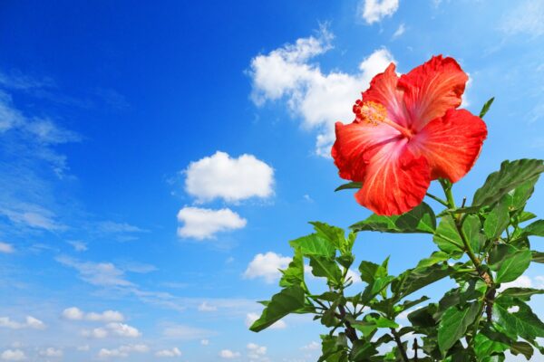 暑さに強い花15選｜夏の花壇づくりのポイント