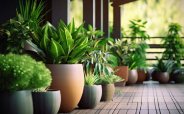 屋外で育てる観葉植物おすすめ11選！育てる際の注意点についても解説！