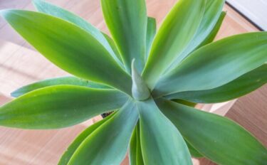 アガベの育て方｜初心者でも失敗しない栽培ガイド