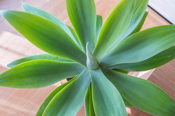 アガベの育て方｜初心者でも失敗しない栽培ガイド