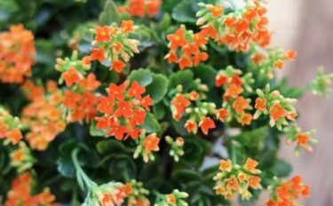 カランコエの育て方とは？剪定や植えかえの時期や方法についてご紹介！