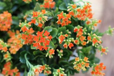 カランコエの育て方とは？剪定や植えかえの時期や方法についてご紹介