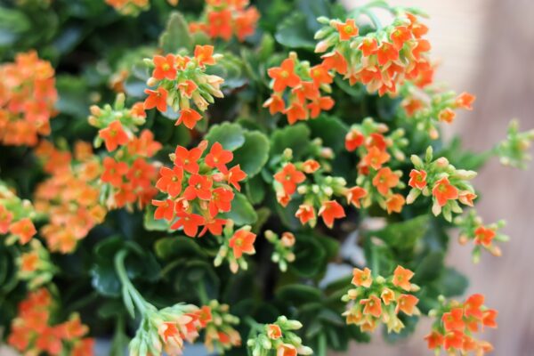 カランコエの育て方とは？剪定や植えかえの時期や方法についてご紹介！