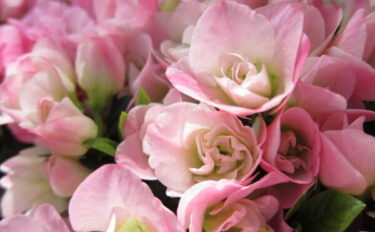 アザレアの育て方｜美しい花を咲かせる栽培のコツ