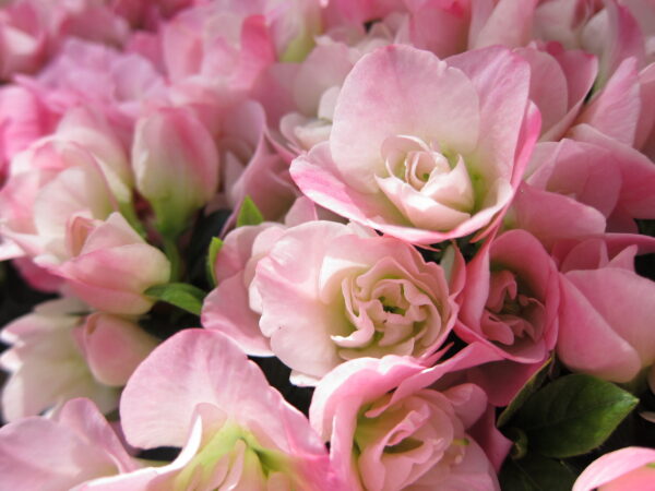 アザレアの育て方｜美しい花を咲かせる栽培のコツ