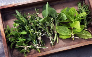 虫除けにおすすめのハーブ13選！育て方や虫除けの方法も紹介