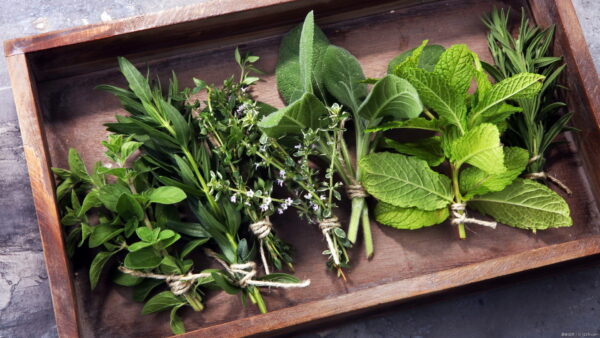 虫除けにおすすめのハーブ13選！育て方や虫除けの方法も紹介