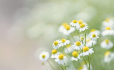 【カモミールの育て方】初心者でも安心！香り豊かな品種と栽培方法を紹介