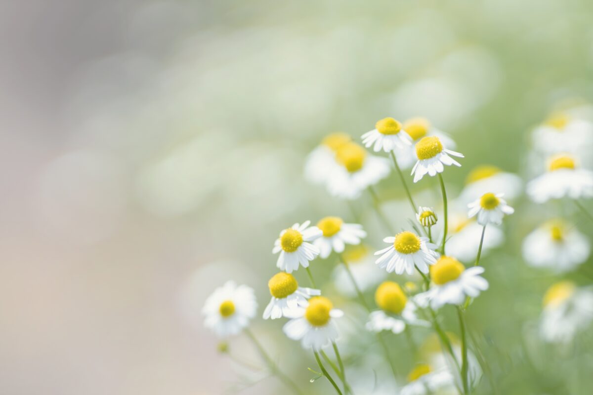 カモミールの育て方】初心者でも安心！香り豊かな品種と栽培方法を紹介