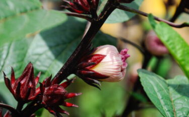 ローゼルの育て方｜種のまき方から収穫方法まで詳しく紹介！