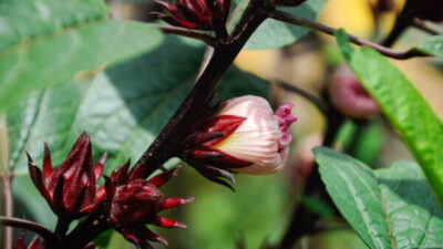 ローゼルの育て方｜種のまき方から収穫方法まで詳しく紹介！ | 植物と