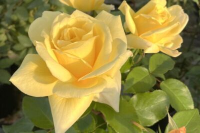 Labyrinth バラの迷宮 pickup213『レモネード シロップ』