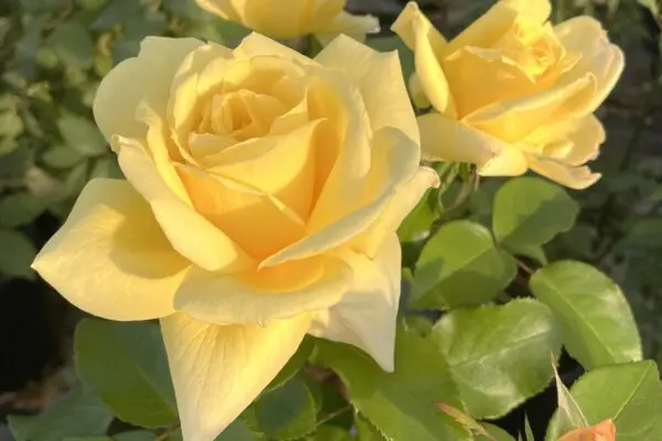 Labyrinth バラの迷宮 pickup213『レモネード シロップ』